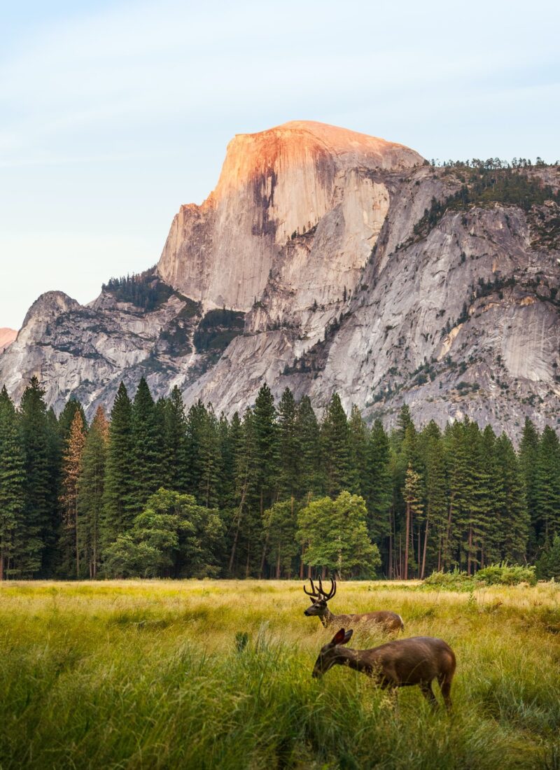 Half Dome Hike Yosemite National Park: A Guide